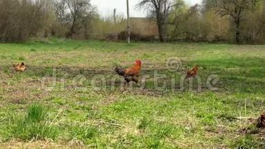 一只漂亮的红公鸡拍动翅膀，用爪子耙地。草地上的母鸡。